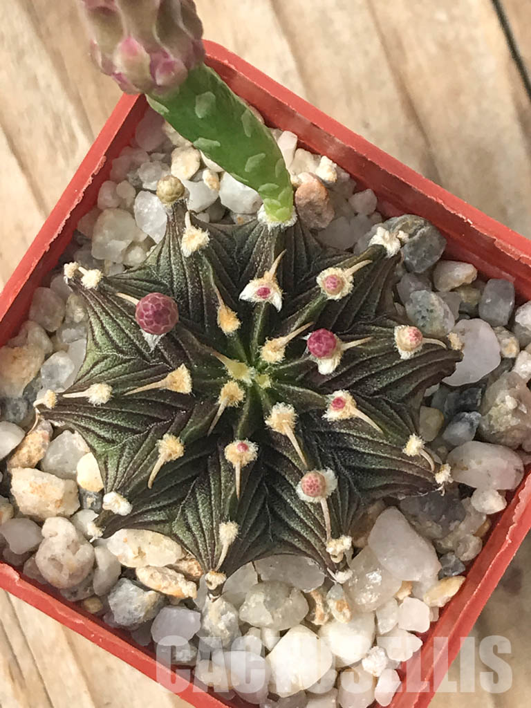 SHPR6620 Gymnocalycium friedrichii LB 2178, Agua Dulce, Alto Paraguay, Paraguay, own roots - immagine 5