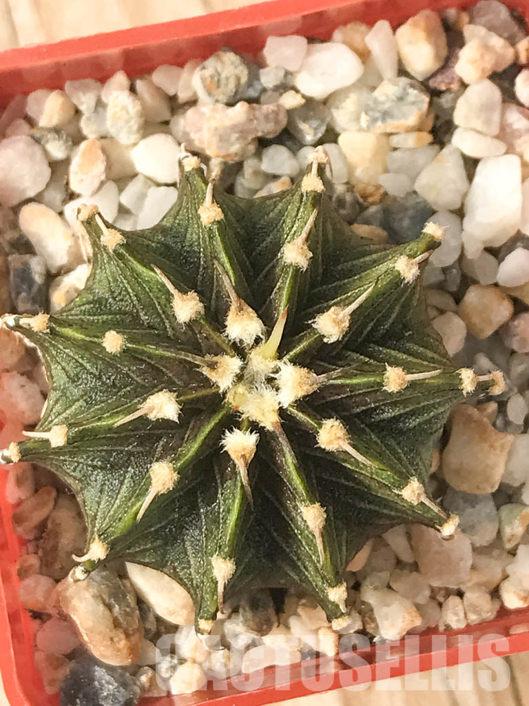 SHPR6620 Gymnocalycium friedrichii LB 2178, Agua Dulce, Alto Paraguay, Paraguay, own roots - immagine 6