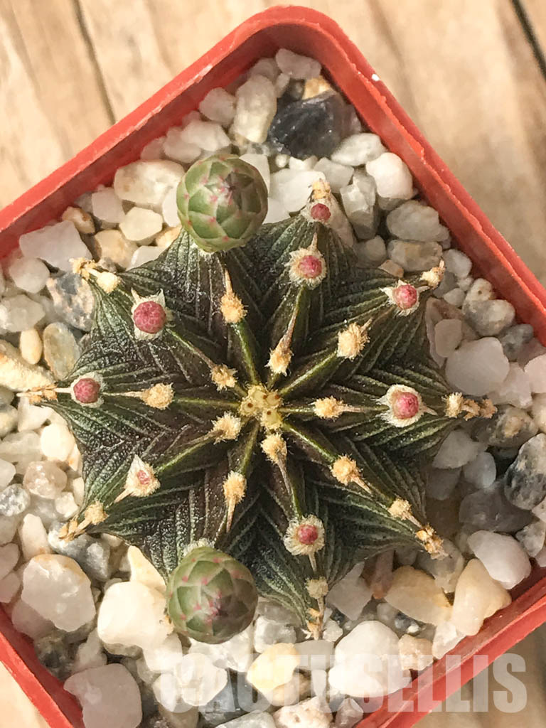 SHPR6620 Gymnocalycium friedrichii LB 2178, Agua Dulce, Alto Paraguay, Paraguay, own roots - immagine 7