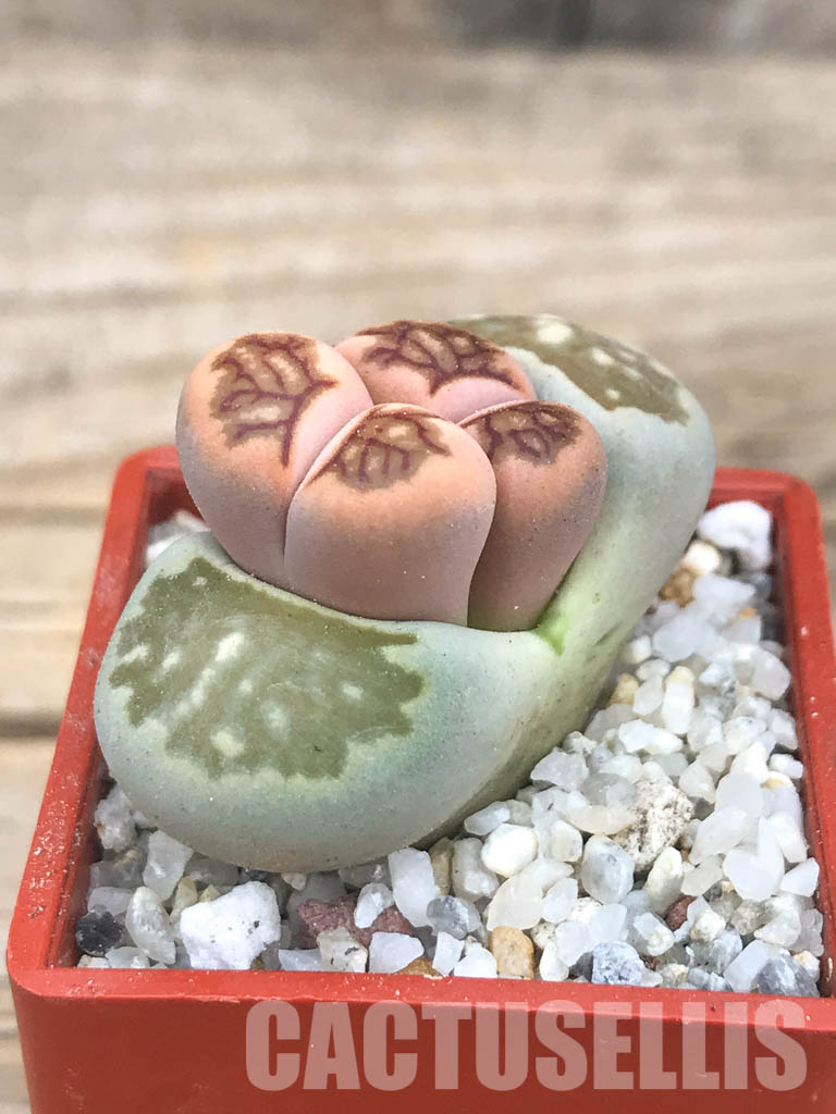 SHPR6622 Lithops julii ‘Kikushogiyoku’ hybrid, 2 heads - Image 2