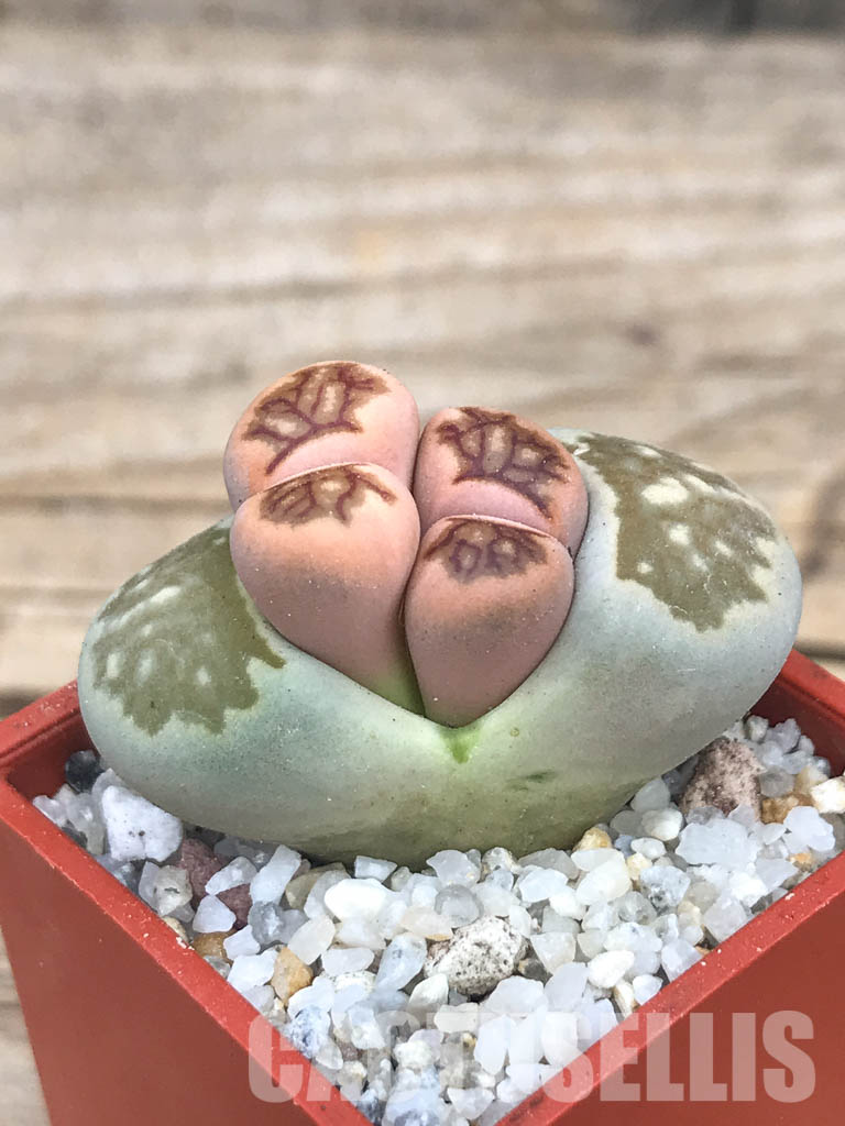 SHPR6622 Lithops julii ‘Kikushogiyoku’ hybrid, 2 heads - Image 3