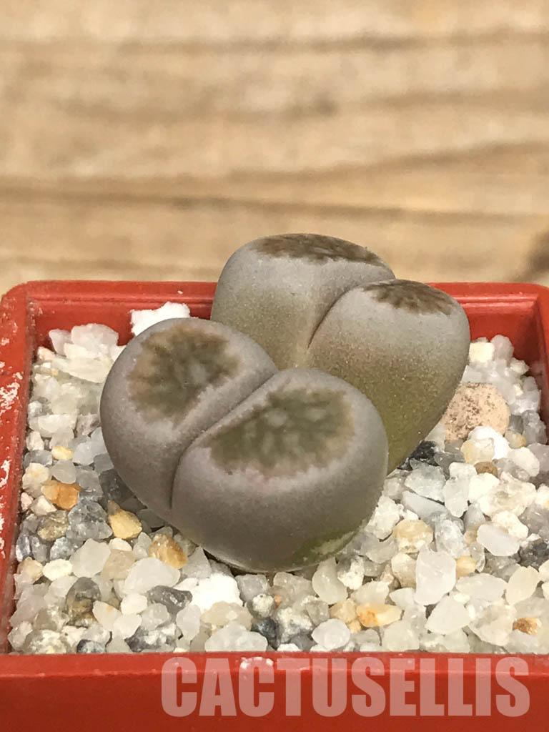 SHPR6624 Lithops julii ‘Kikushogiyoku’ hybrid, 2 heads - Image 2