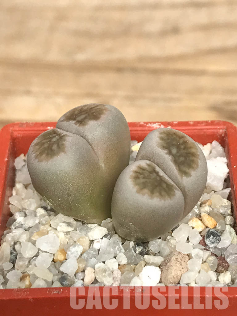 SHPR6624 Lithops julii ‘Kikushogiyoku’ hybrid, 2 heads - Image 3