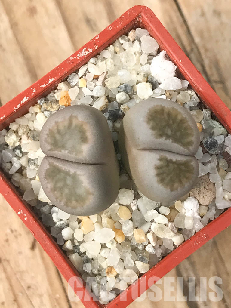SHPR6624 Lithops julii ‘Kikushogiyoku’ hybrid, 2 heads