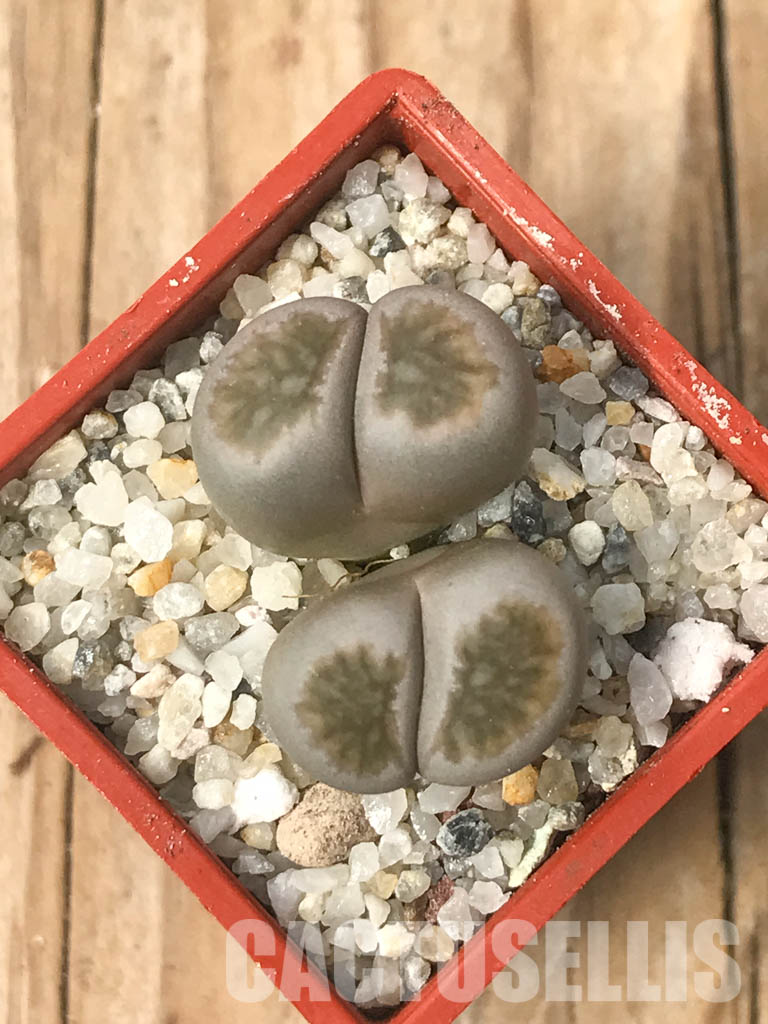 SHPR6624 Lithops julii ‘Kikushogiyoku’ hybrid, 2 heads - Image 5