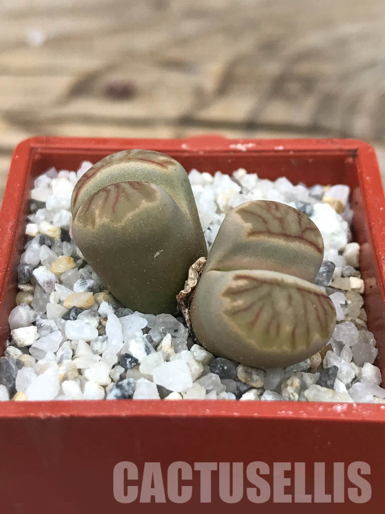 SHPR6625 Lithops julii ‘Kikushogiyoku’ hybrid, 2 heads – Image 2