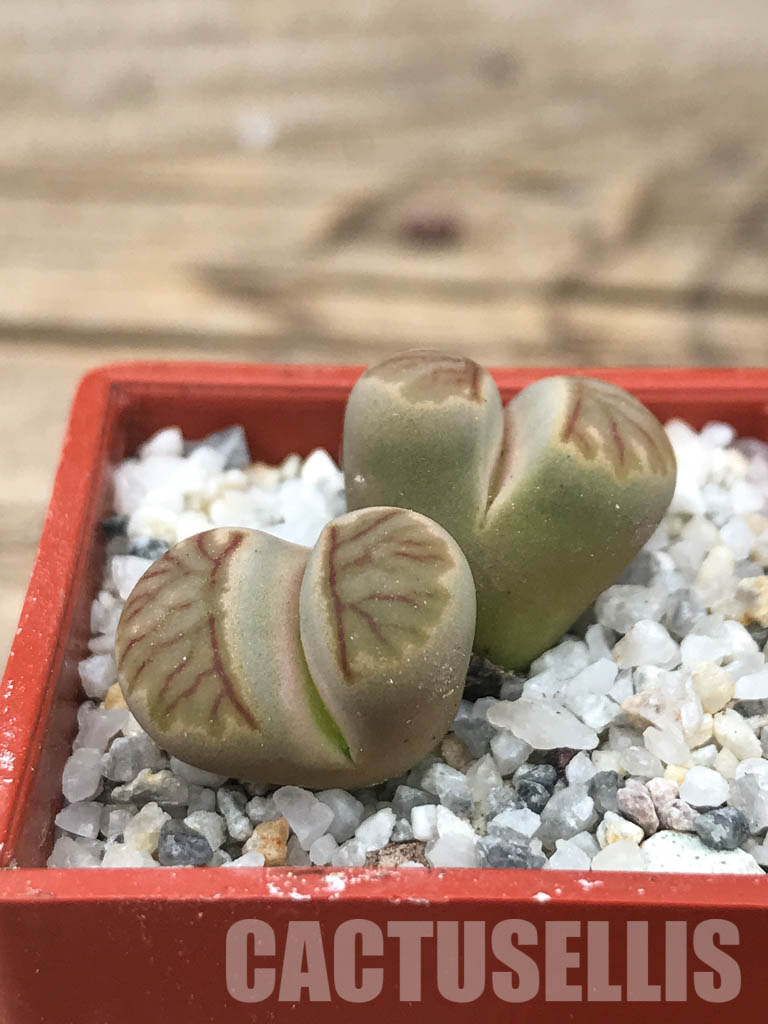 SHPR6625 Lithops julii ‘Kikushogiyoku’ hybrid, 2 heads – Image 3
