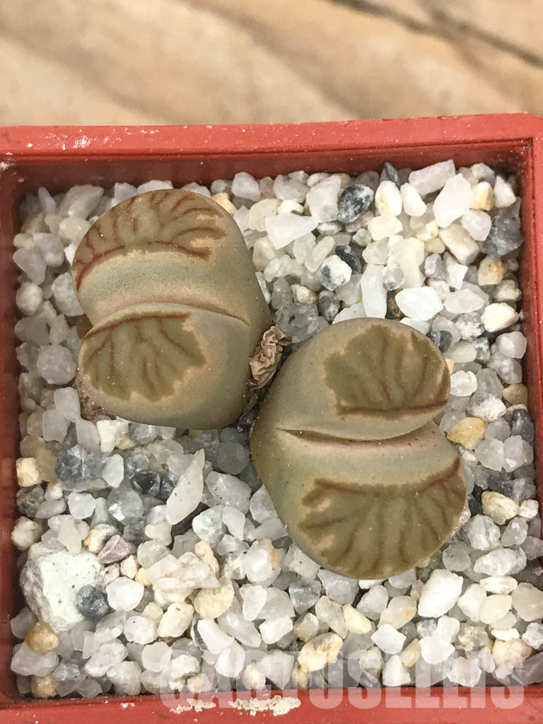 SHPR6625 Lithops julii ‘Kikushogiyoku’ hybrid, 2 heads