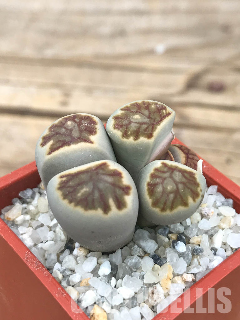 SHPR6626 Lithops julii ‘Kikushogiyoku’ hybrid, 2 heads – Image 2