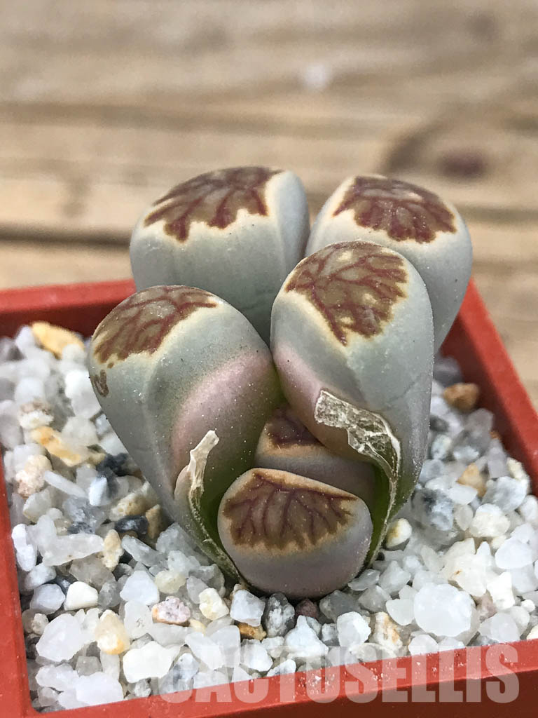 SHPR6626 Lithops julii ‘Kikushogiyoku’ hybrid, 2 heads – Image 3
