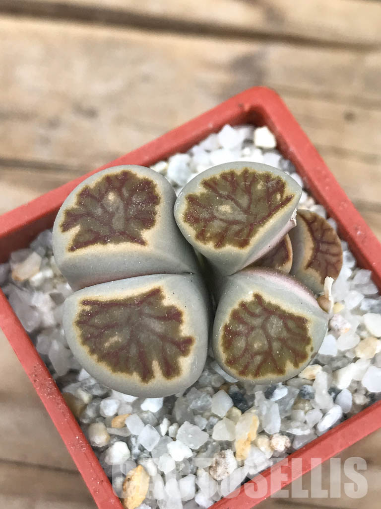 SHPR6626 Lithops julii ‘Kikushogiyoku’ hybrid, 2 heads