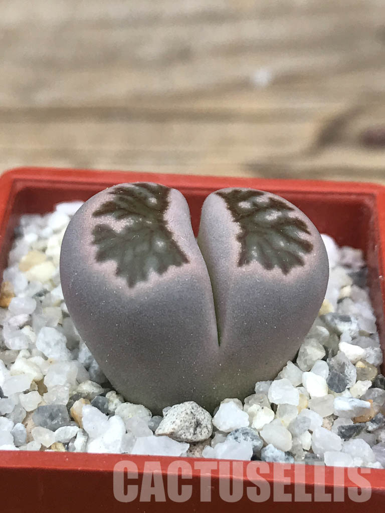 SHPR6627 Lithops julii ‘Kikushogiyoku’ hybrid - Image 2