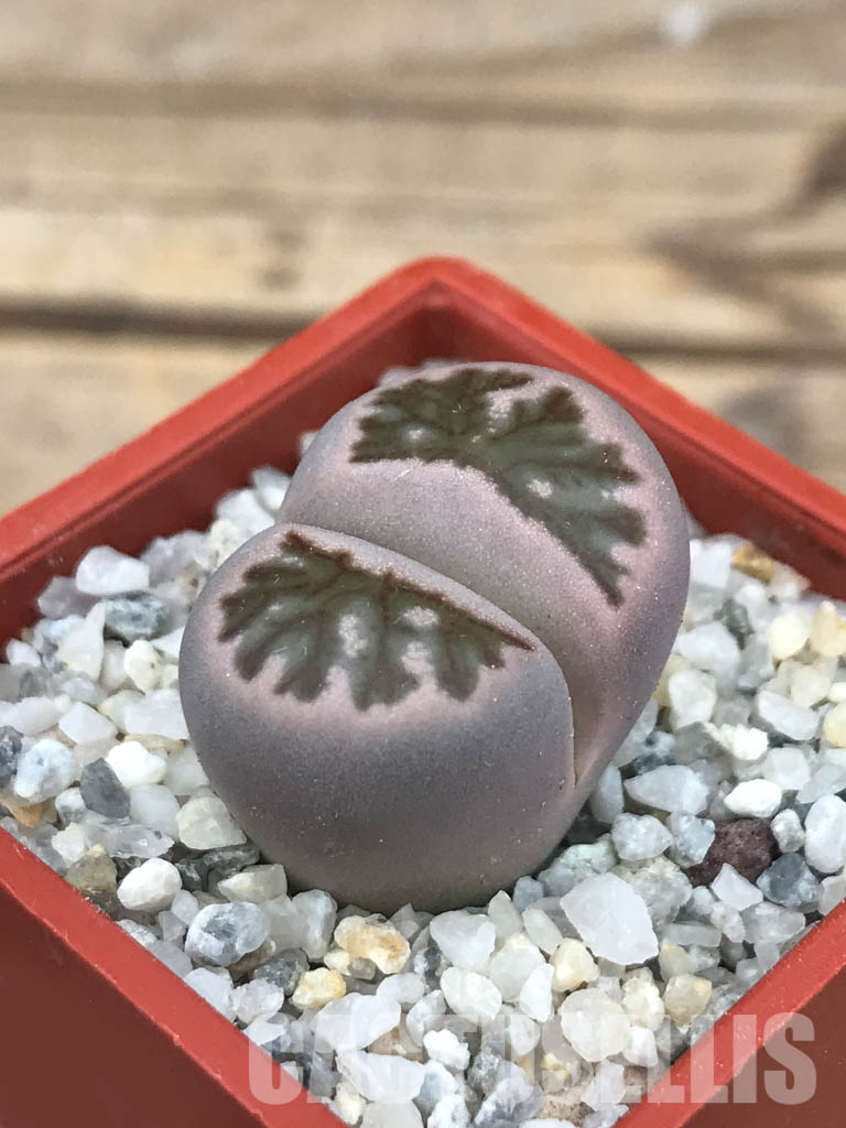 SHPR6627 Lithops julii ‘Kikushogiyoku’ hybrid - Image 3