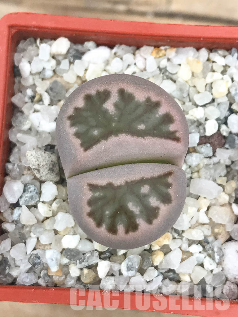 SHPR6627 Lithops julii ‘Kikushogiyoku’ hybrid