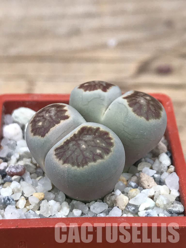 SHPR6628 Lithops julii ‘Kikushogiyoku’ hybrid, 2 heads - Image 2