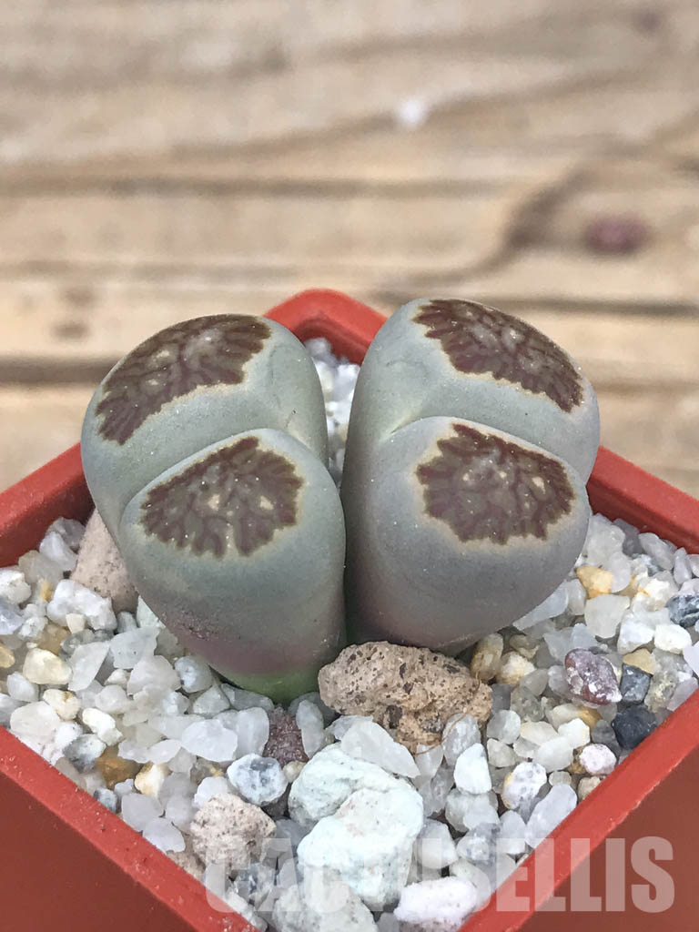 SHPR6628 Lithops julii ‘Kikushogiyoku’ hybrid, 2 heads - Image 3