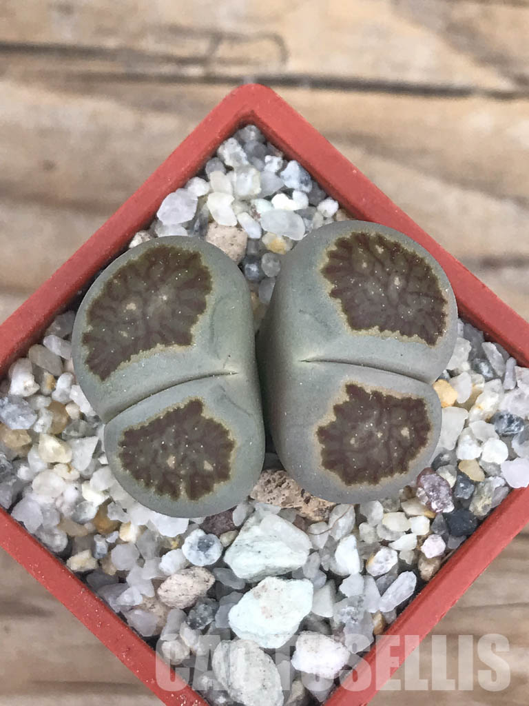 SHPR6628 Lithops julii ‘Kikushogiyoku’ hybrid, 2 heads