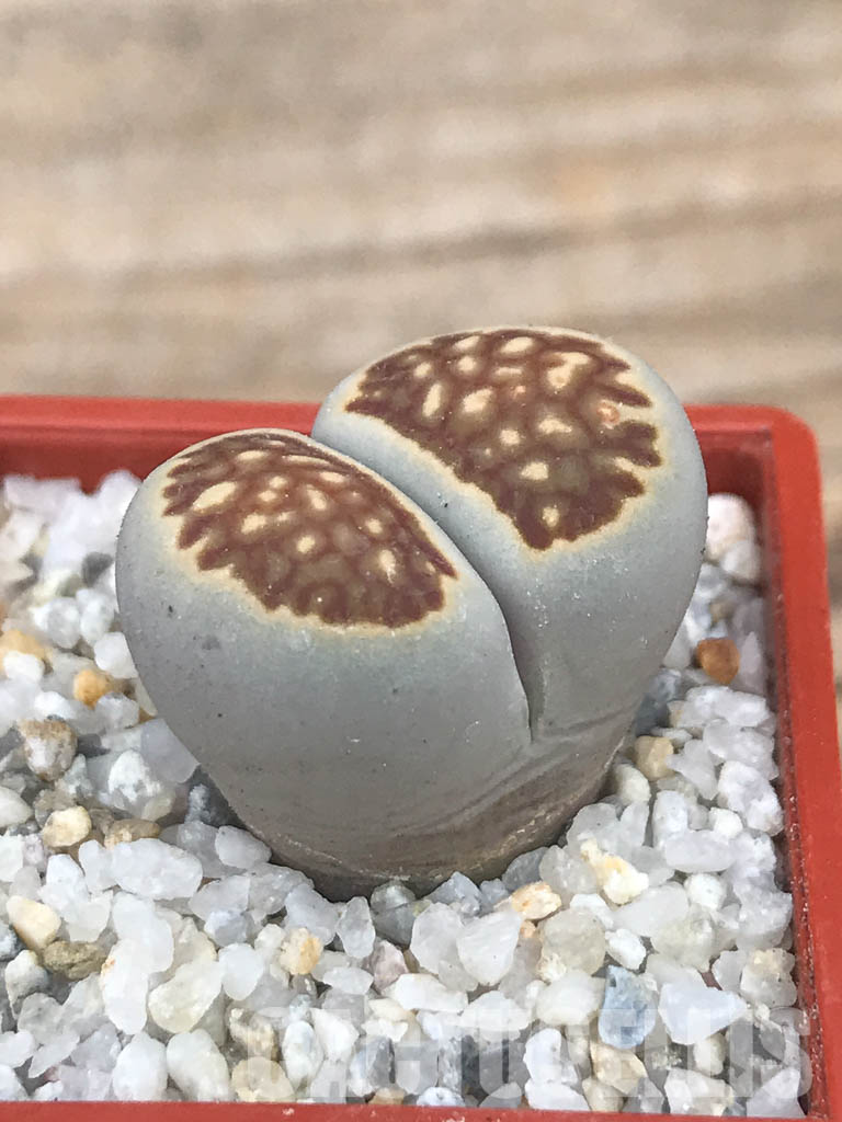 SHPR6629 Lithops julii ‘Kikushogiyoku’ hybrid - Image 2