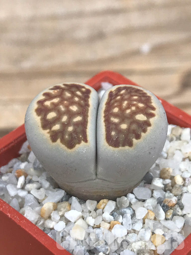SHPR6629 Lithops julii ‘Kikushogiyoku’ hybrid - Image 3