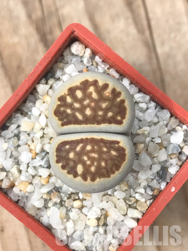 SHPR6629 Lithops julii ‘Kikushogiyoku’ hybrid