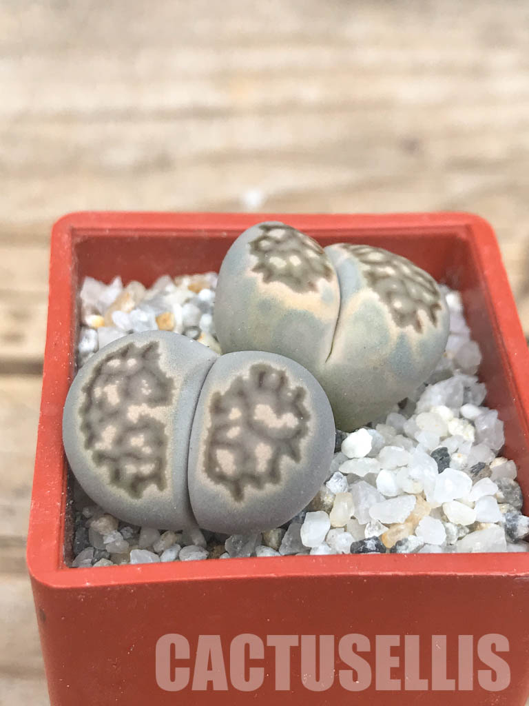 SHPR6630 Lithops julii ‘Kikushogiyoku’ hybrid, 2 heads - Image 2