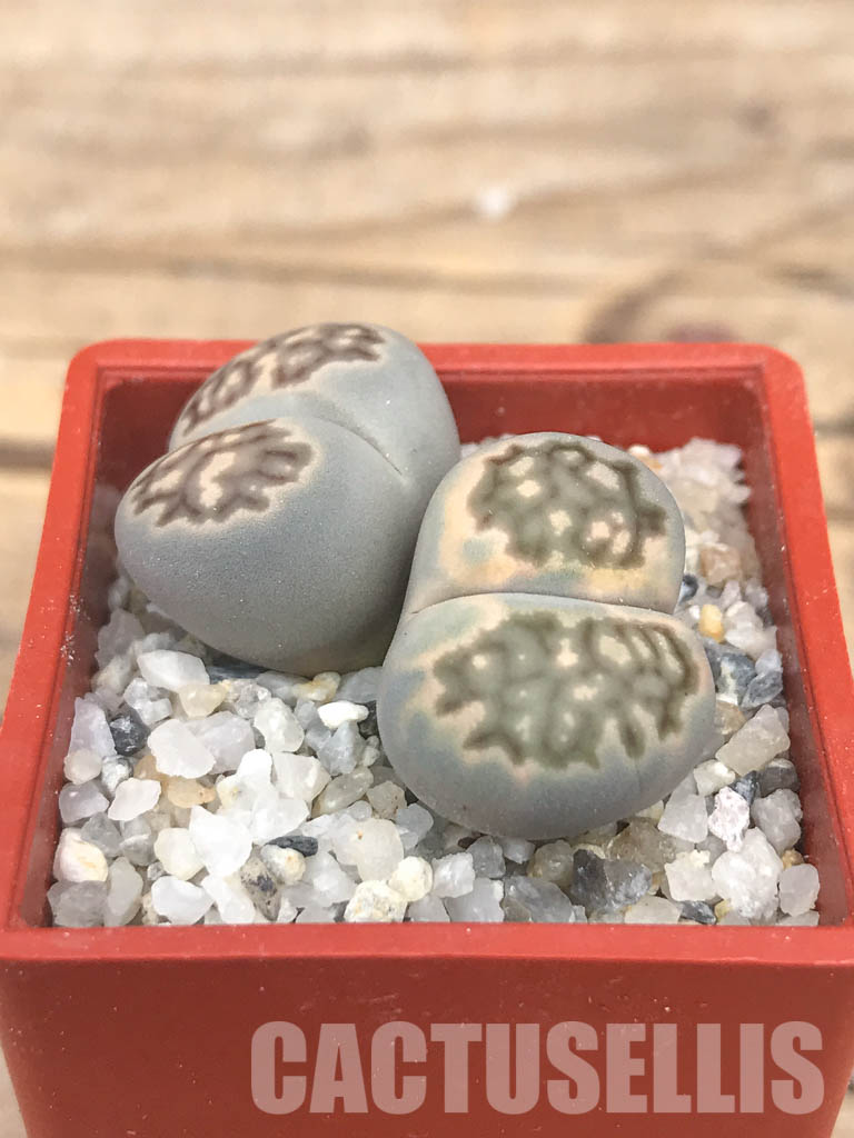 SHPR6630 Lithops julii ‘Kikushogiyoku’ hybrid, 2 heads - Image 3
