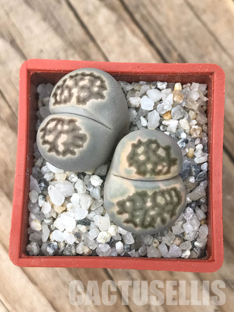SHPR6630 Lithops julii ‘Kikushogiyoku’ hybrid, 2 heads