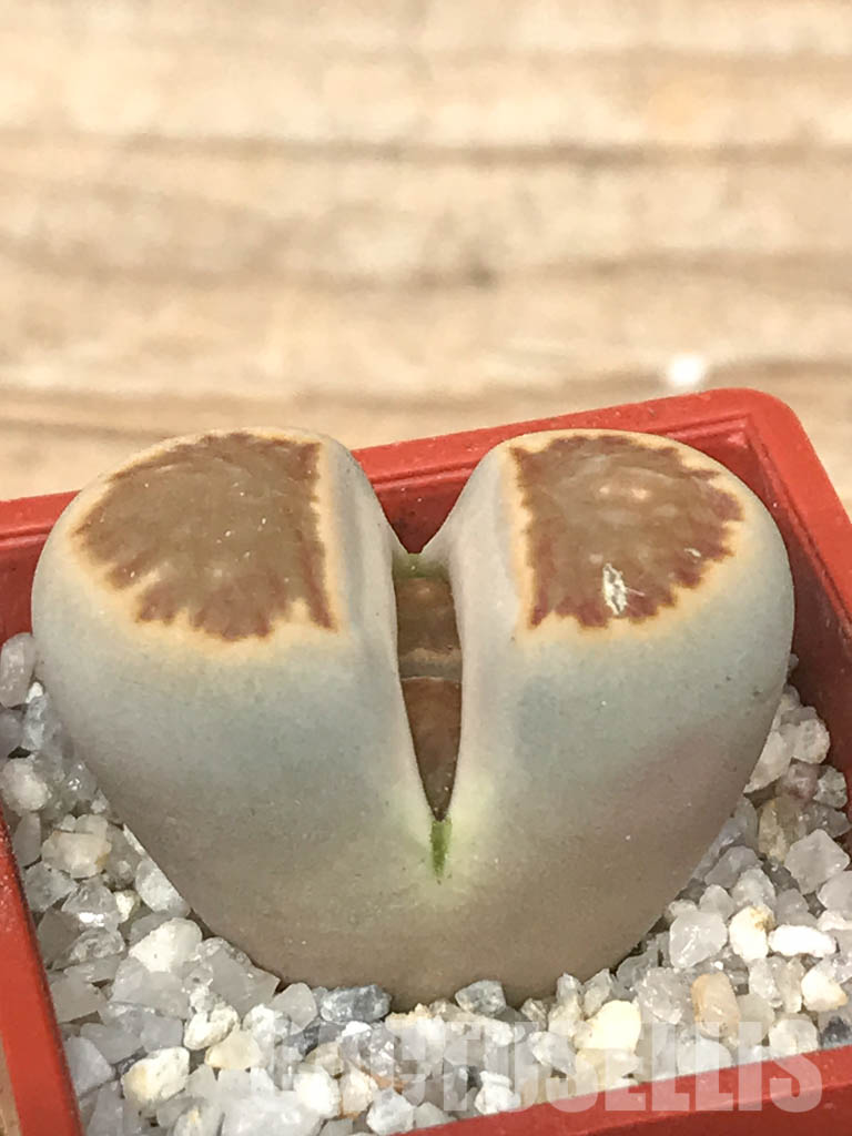 SHPR6633 Lithops julii ‘Kikushogiyoku’ hybrid - Зображення 2
