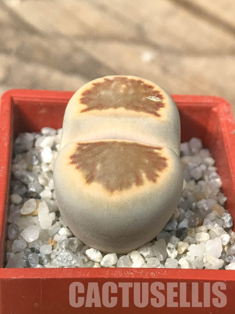 SHPR6633 Lithops julii ‘Kikushogiyoku’ hybrid - Зображення 3