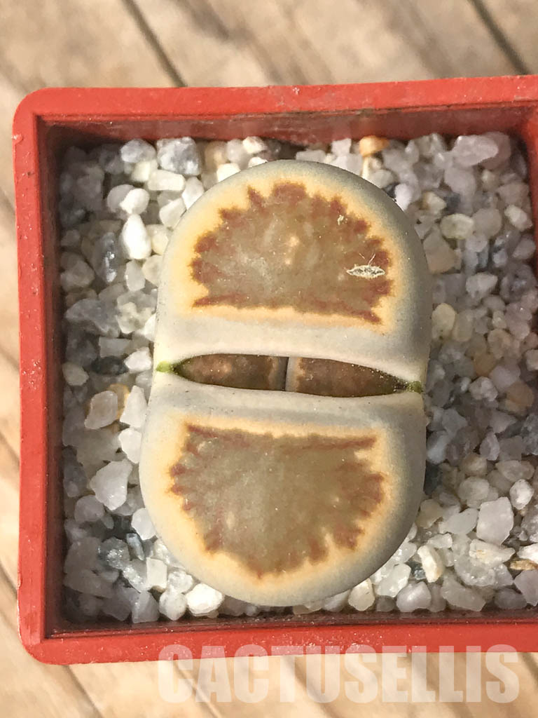 SHPR6633 Lithops julii ‘Kikushogiyoku’ hybrid