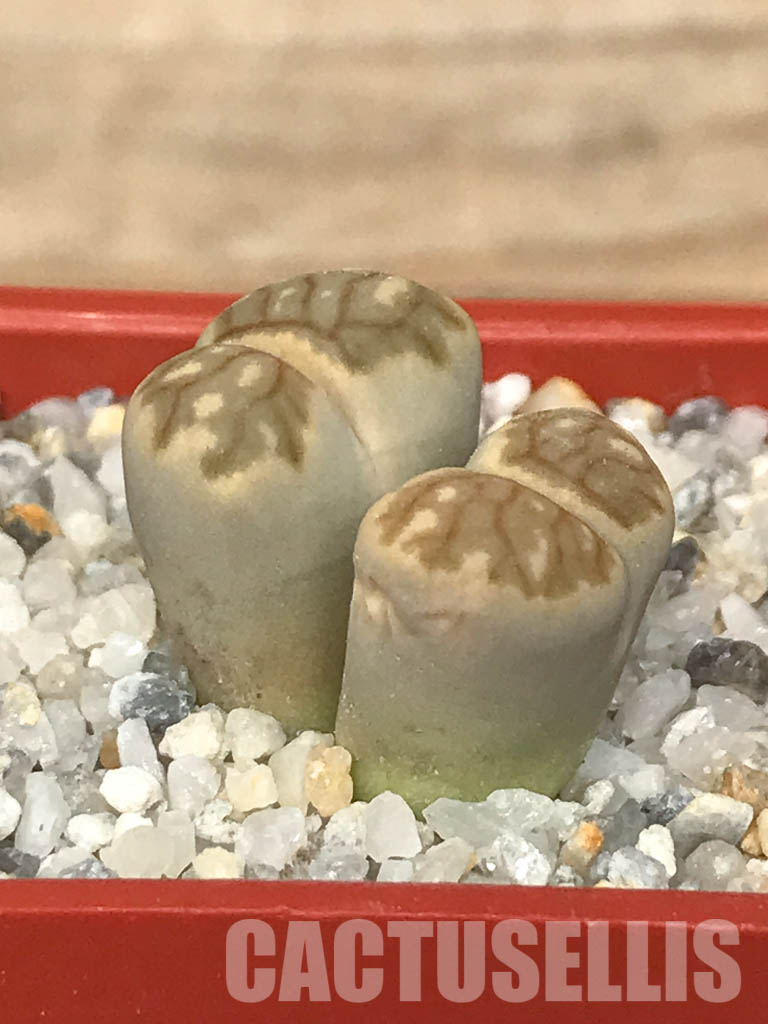 SHPR6634 Lithops julii ‘Kikushogiyoku’ hybrid, 2 heads - immagine 2