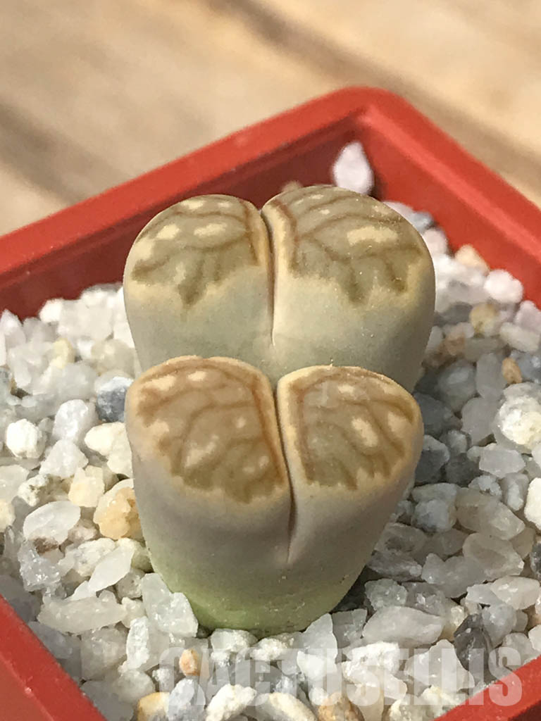 SHPR6634 Lithops julii ‘Kikushogiyoku’ hybrid, 2 heads - immagine 3