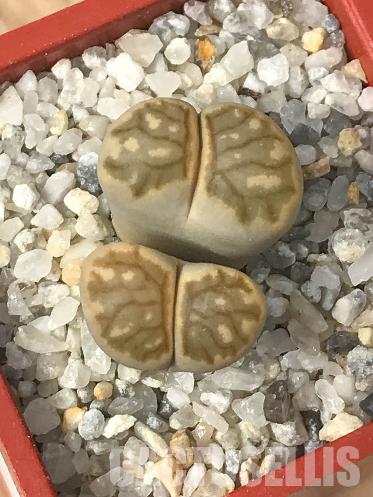 SHPR6634 Lithops julii ‘Kikushogiyoku’ hybrid, 2 heads - immagine 4