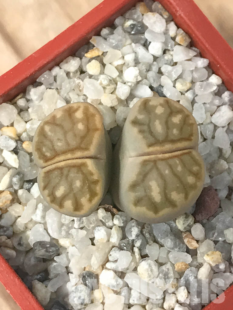 SHPR6634 Lithops julii ‘Kikushogiyoku’ hybrid, 2 heads
