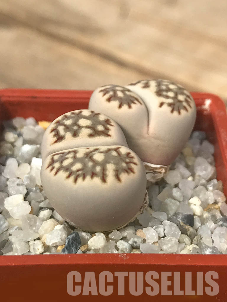 SHPR6635 Lithops julii ‘Kikushogiyoku’ hybrid, 2 heads - immagine 2