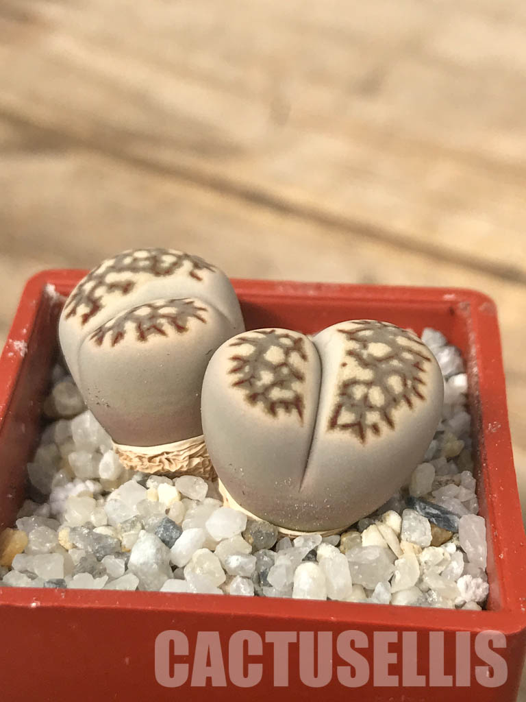 SHPR6635 Lithops julii ‘Kikushogiyoku’ hybrid, 2 heads - immagine 3