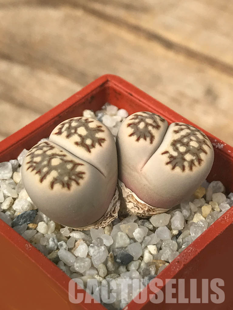 SHPR6635 Lithops julii ‘Kikushogiyoku’ hybrid, 2 heads - immagine 4