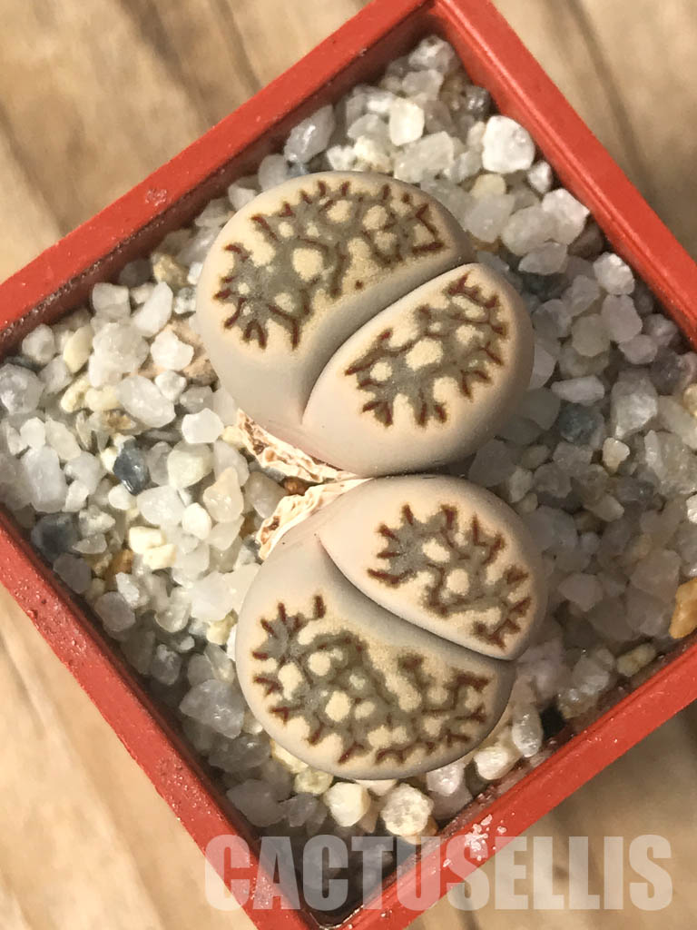 SHPR6635 Lithops julii ‘Kikushogiyoku’ hybrid, 2 heads