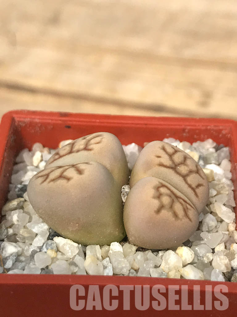 SHPR6637 Lithops julii ‘Kikushogiyoku’ hybrid, 2 heads – Bild 2