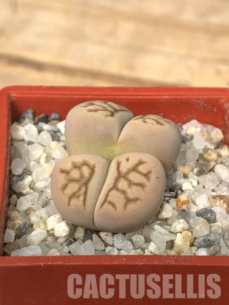 SHPR6637 Lithops julii ‘Kikushogiyoku’ hybrid, 2 heads – Bild 3