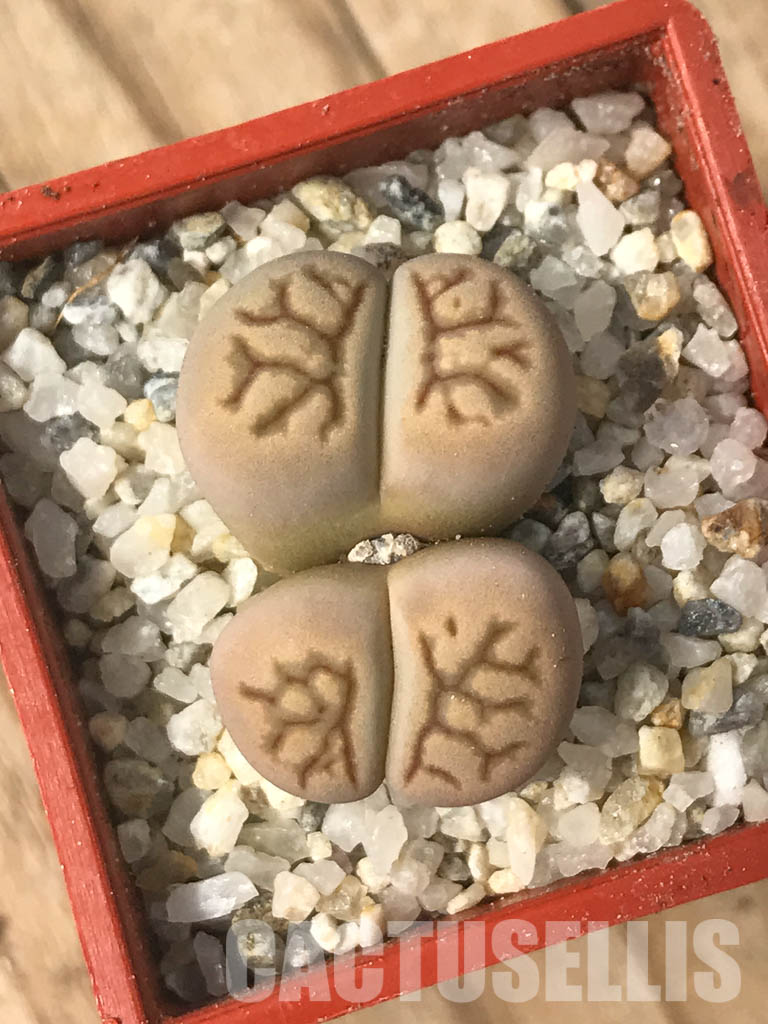 SHPR6637 Lithops julii ‘Kikushogiyoku’ hybrid, 2 heads
