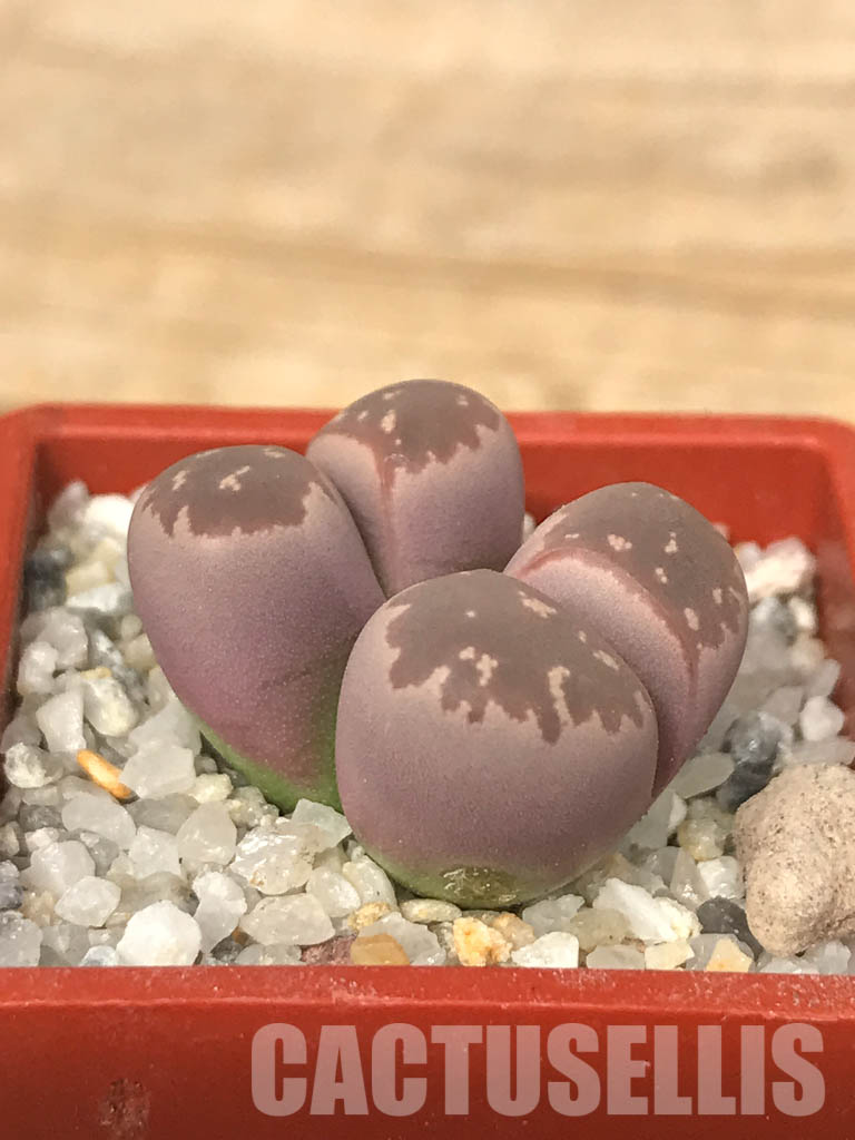 SHPR6638 Lithops olivacea v. nebrownii ‘Red Olive’, 2 heads – Bild 2