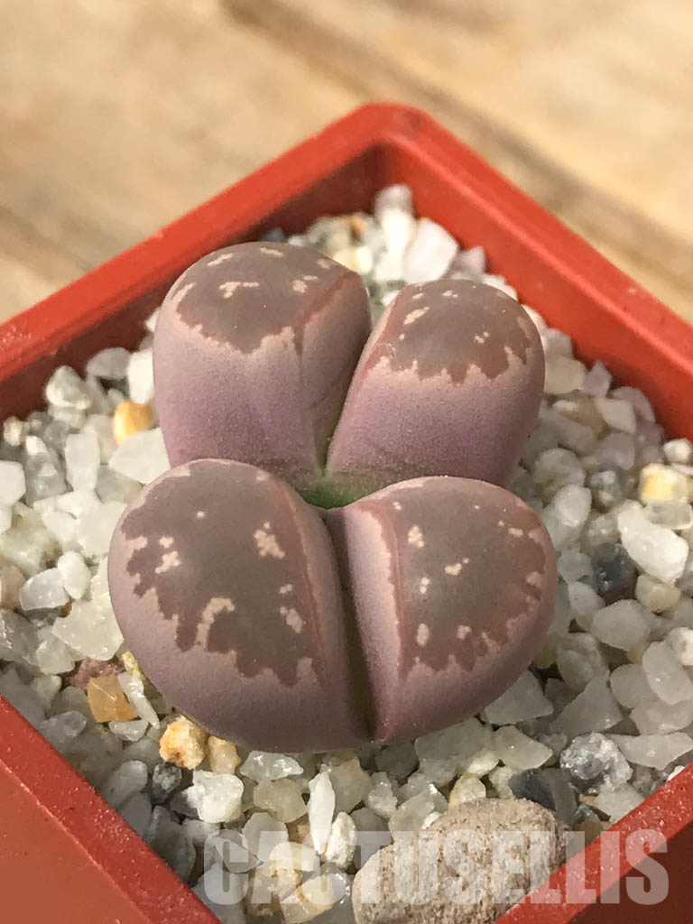 SHPR6638 Lithops olivacea v. nebrownii ‘Red Olive’, 2 heads – Bild 3