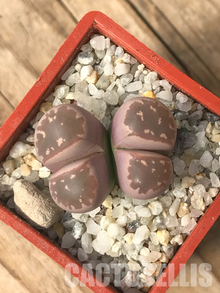 SHPR6638 Lithops olivacea v. nebrownii ‘Red Olive’, 2 heads