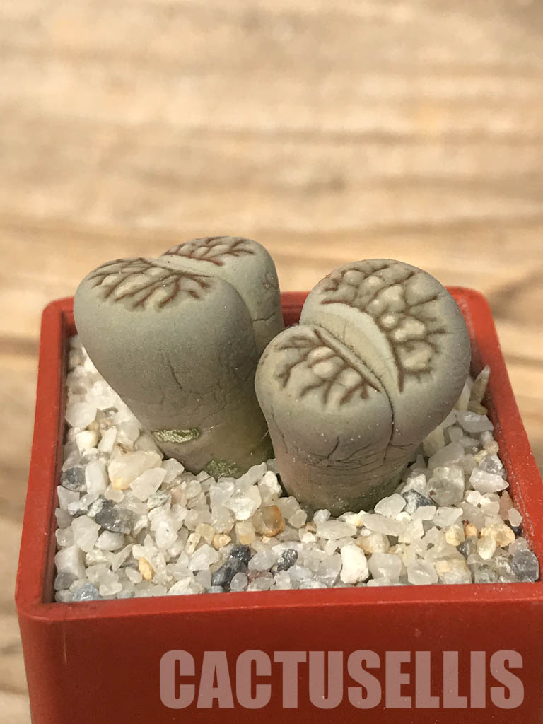 SHPR6639 Lithops julii ‘Kikushogiyoku’ hybrid, 2 heads - Image 2