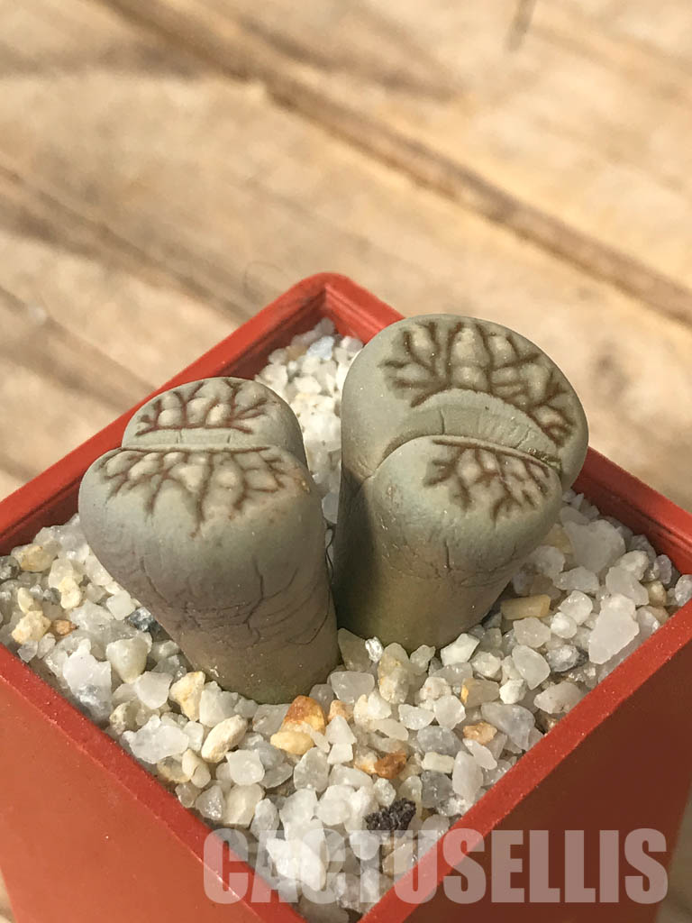 SHPR6639 Lithops julii ‘Kikushogiyoku’ hybrid, 2 heads - Image 3