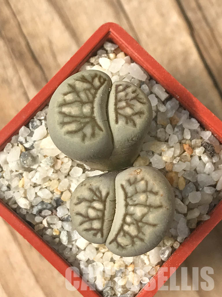 SHPR6639 Lithops julii ‘Kikushogiyoku’ hybrid, 2 heads
