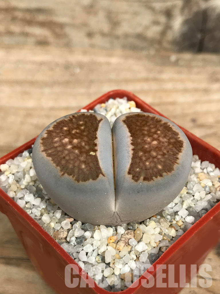 SHPR6648 Lithops julii ‘Kikushogiyoku’ hybrid - Image 2