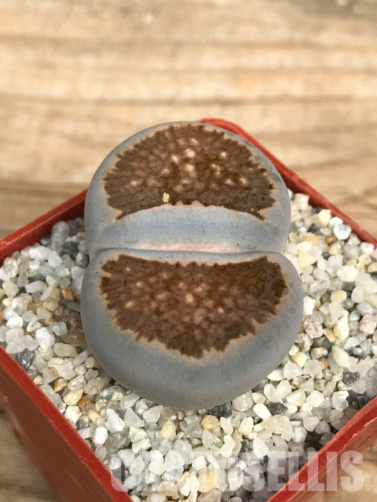 SHPR6648 Lithops julii ‘Kikushogiyoku’ hybrid - Image 3