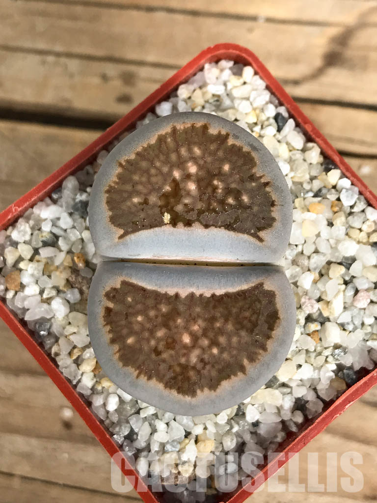 SHPR6648 Lithops julii ‘Kikushogiyoku’ hybrid